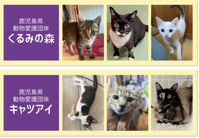 くるみの森　キャッツアイ